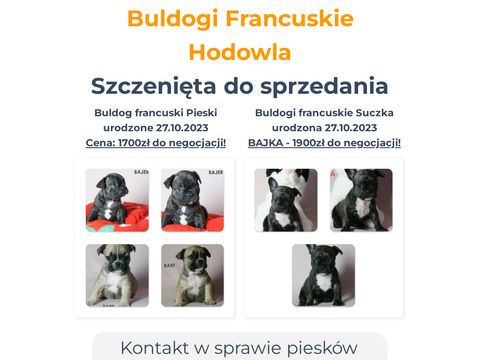 Buldogi-francuskie.pl - hodowla